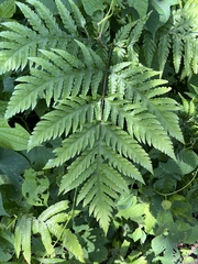 Tectariaceae