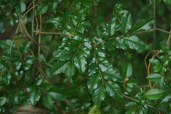Ventilago leiocarpa