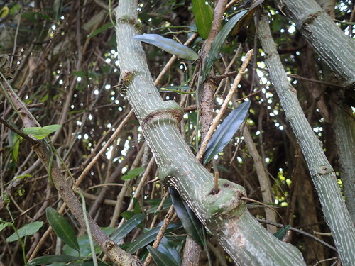 Adenia gummifera