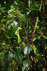 Viburnum propinquum