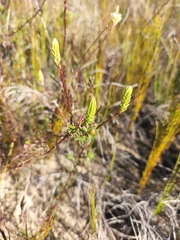 Hebenstretia integrifolia