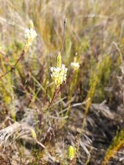 Hebenstretia integrifolia