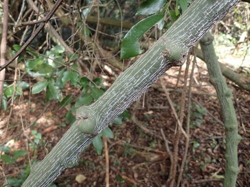 Adenia gummifera