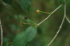 Prunus transarisanensis