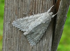 Acronicta americana