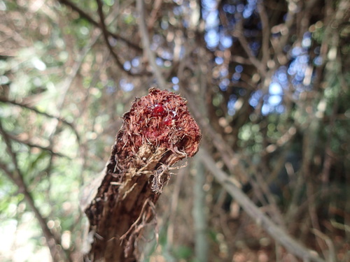 Adenia gummifera