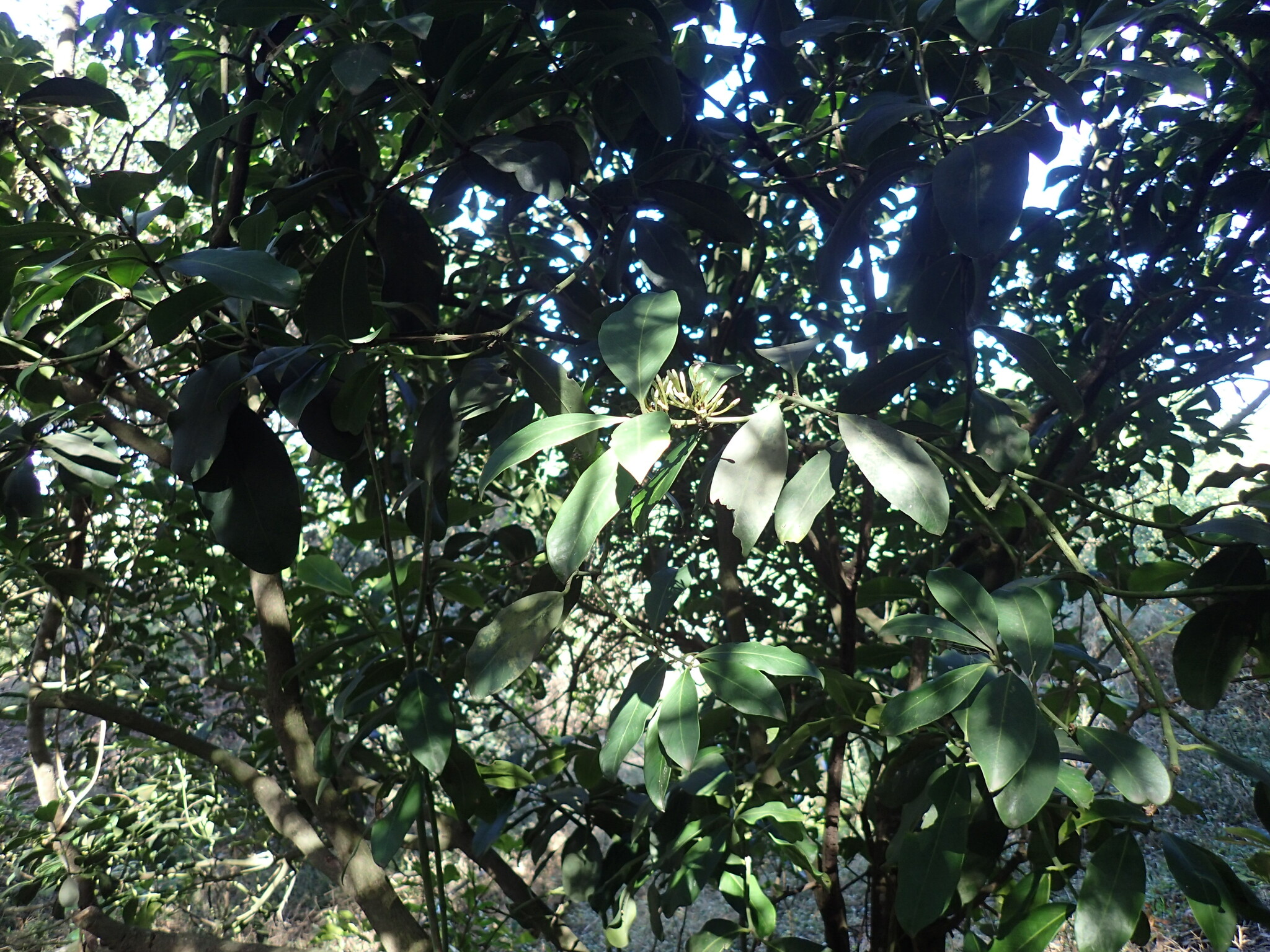 Acokanthera Oblongifolia Ex (Acokanthera oblongifolia)