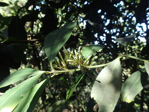Acokanthera oblongifolia, photograph 1