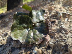 Asarum hartwegii