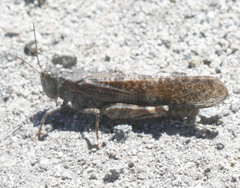 Circotettix undulatus