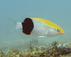 Tarry Hogfish photo 2