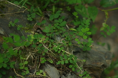 Astragalus nokoensis
