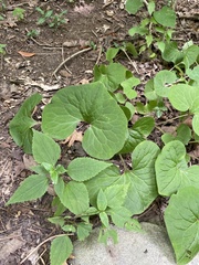 Asarum canadense