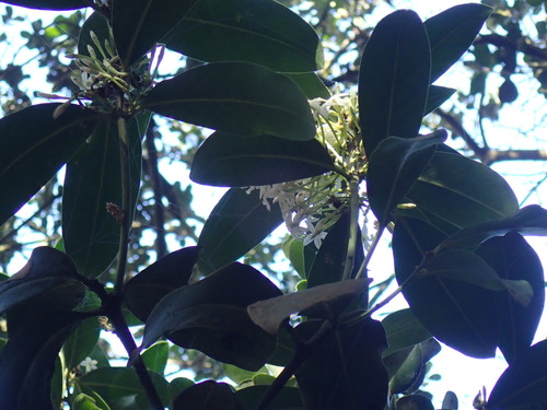 Image of Acokanthera oblongifolia by (c) Mahomed Desai, some rights reserved (CC BY)