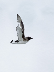 Thalassoica antarctica