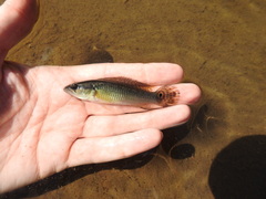 Crenicichla