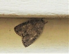 Acronicta immodica