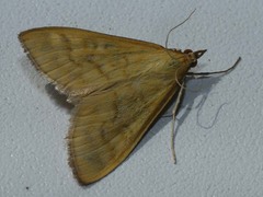 Mecyna flavalis