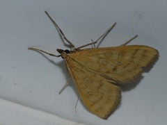 Mecyna flavalis