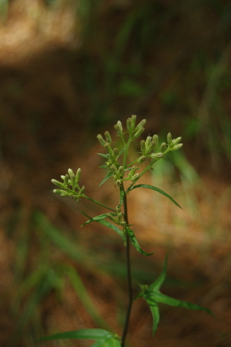 Image of Syneilesis Subglabrata (Syneilesis subglabrata) by (c) Cheng-Te Hsu, some rights reserved (CC BY)