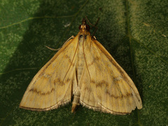 Mecyna flavalis