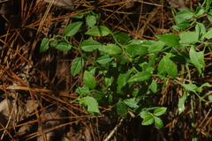 Prinsepia scandens