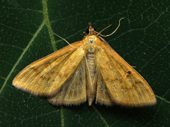 Mecyna flavalis