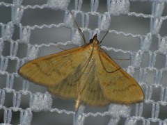 Mecyna flavalis