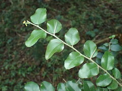 Dovyalis rhamnoides