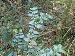 Dovyalis rhamnoides