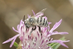 Amegilla albigena