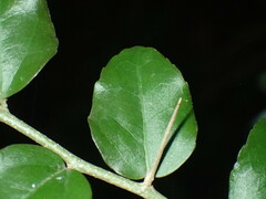 Dovyalis rhamnoides