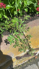 Euphorbia hypericifolia