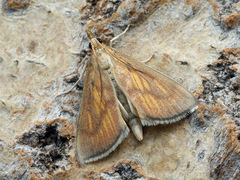 Nascia cilialis
