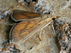 Nascia cilialis