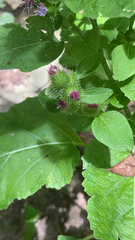 Arctium minus