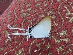 Cheritra freja evansi