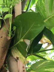 Cheritra freja evansi