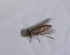 Tabanus similis