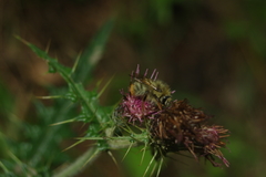 Bombus sonani