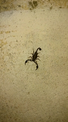 Euscorpius italicus