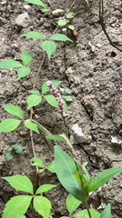 Persicaria longiseta