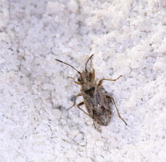 Nysius thymi