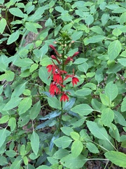 Lobelia cardinalis