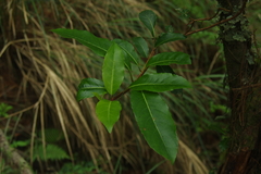 Hydrangea integrifolia