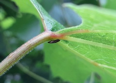 Agrilus derasofasciatus