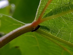 Agrilus derasofasciatus