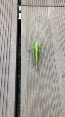 Tettigonia viridissima
