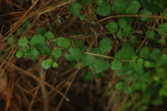 Viburnum parvifolium