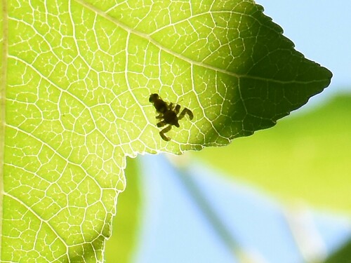 Walnut Husk Fly, Groesbeek, Nederland, photo 8 of 10